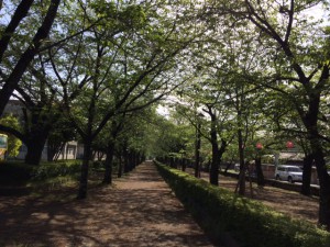 桜の道緑