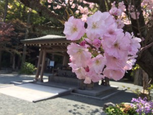 鎮国寺の桜